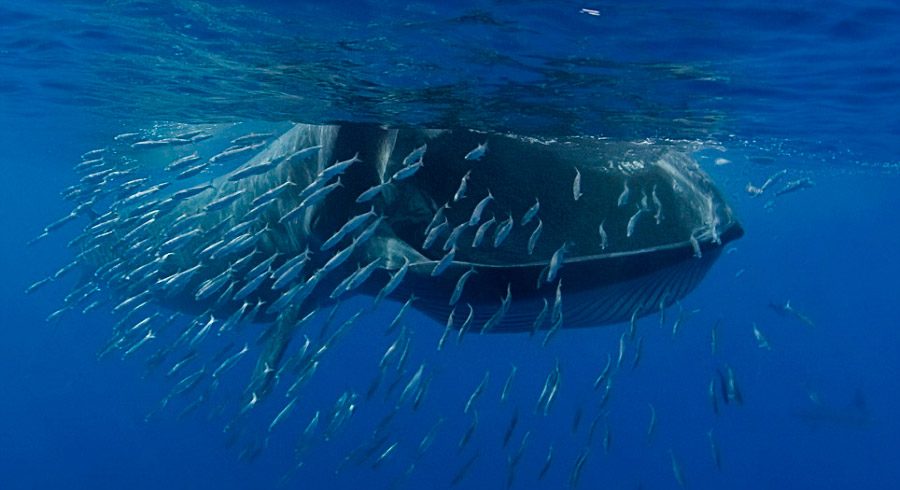 Ballenas alimentándose de krill