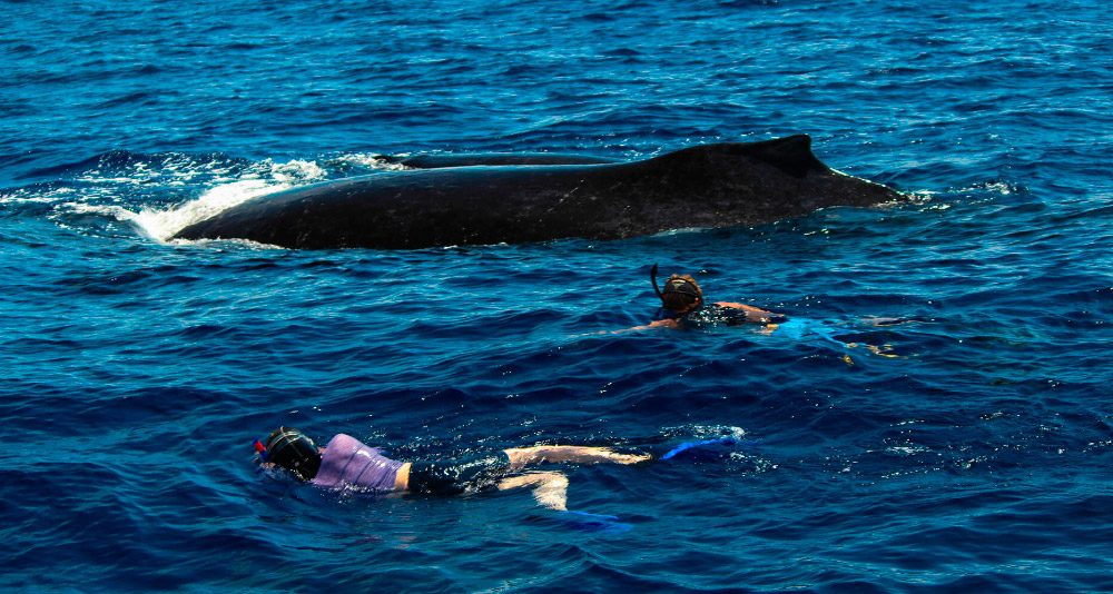 Ecolocación y navegación de las ballenas azules
