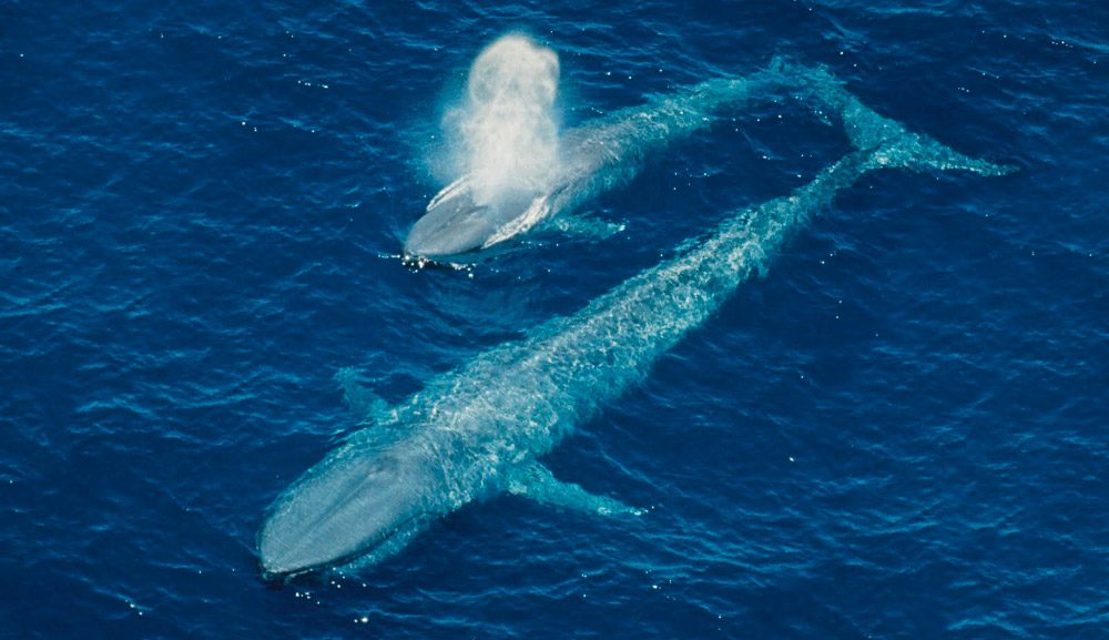 Ballenas en su migración
