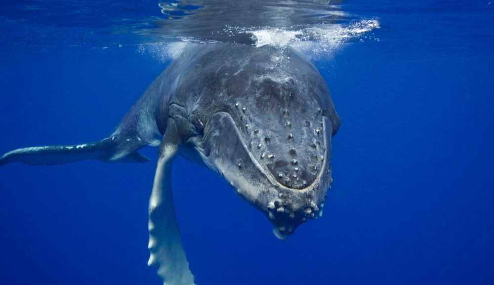 Qué comen las ballenas azules