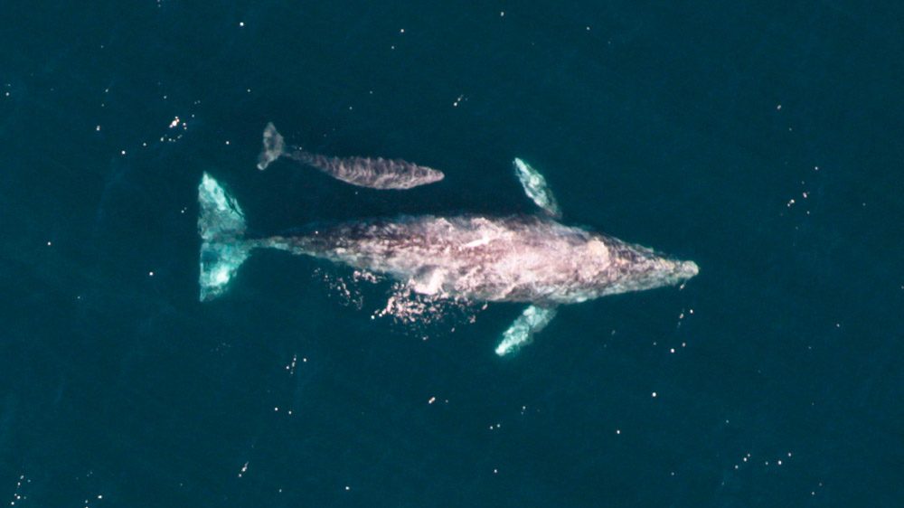 Reproducción y ciclo vital de las ballenas azules